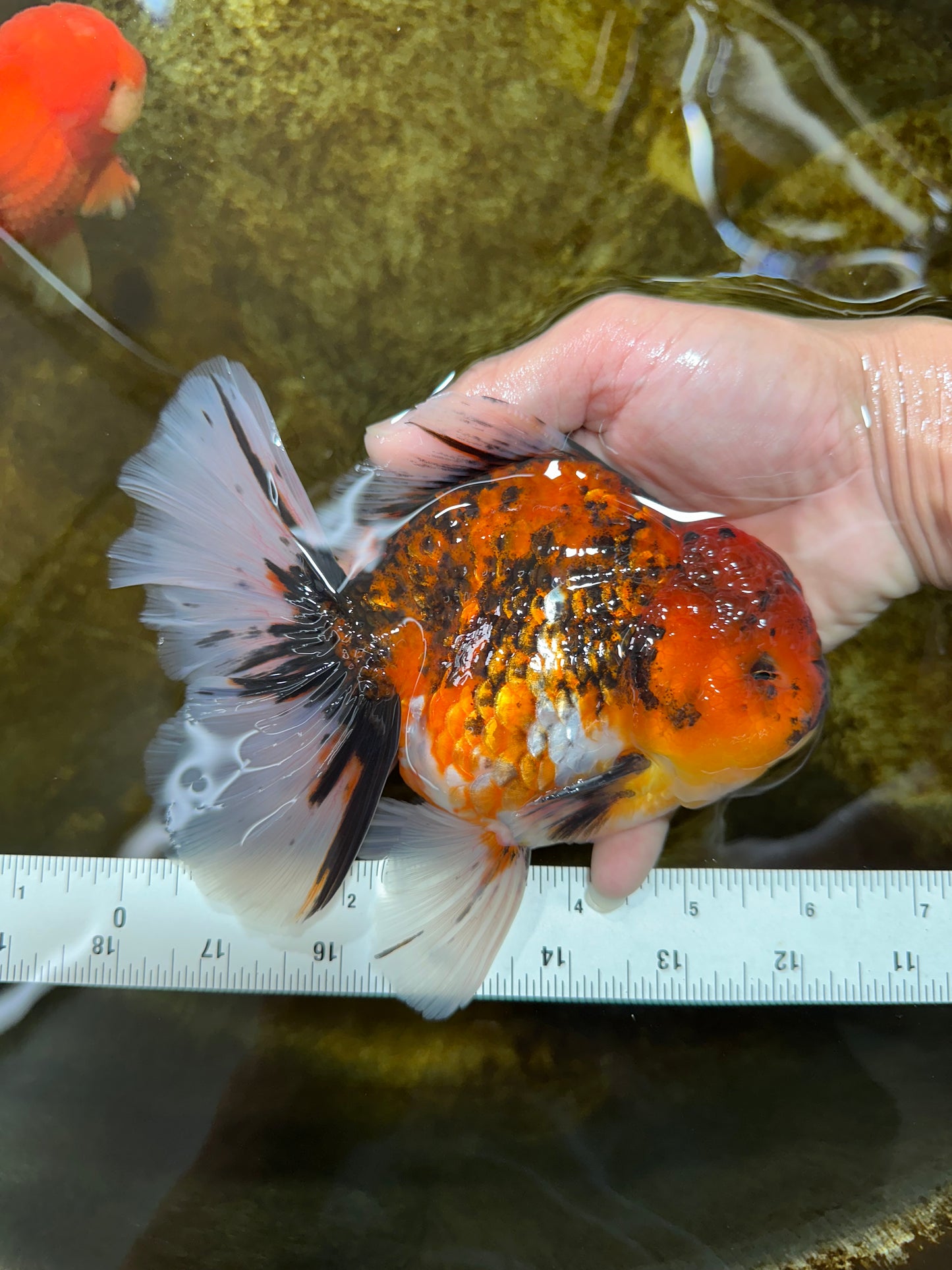 AAA Grade Young Godzilla Tiger Oranda Male 6 inches #080125OR_11