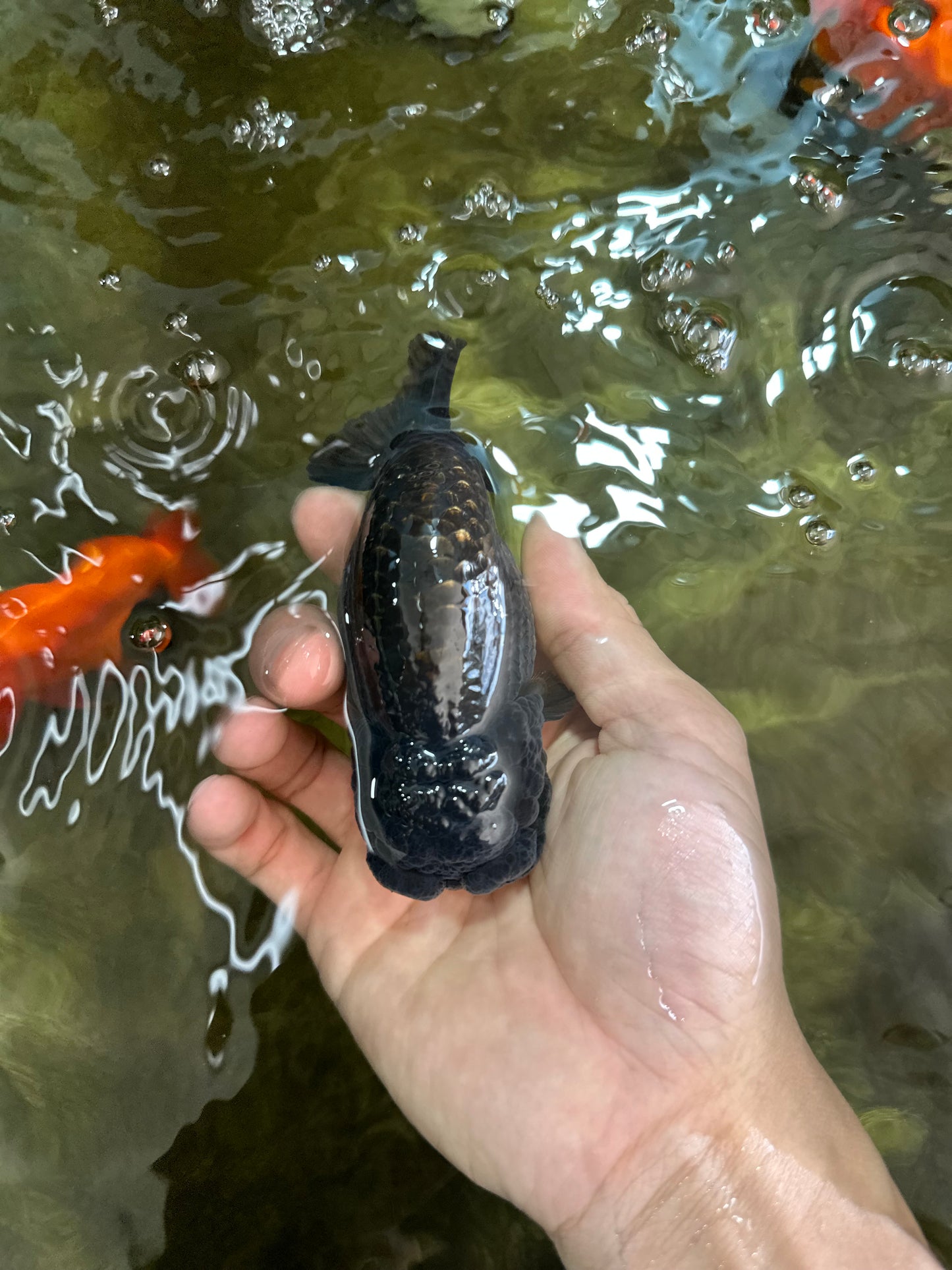 A Grade Black LionKing 4.5 inches #052325LC_19