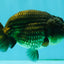 A Grade Black LionQueen 5 inches #082126LC_21