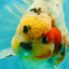 AAA Grade Sanke Marble Oranda Male 6.5 inches #062626OR_03