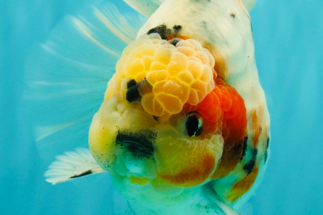 AAA Grade Sanke Marble Oranda Male 6.5 inches #062626OR_03