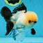 Tricolor Oranda Male 5 inches #051625OR_22