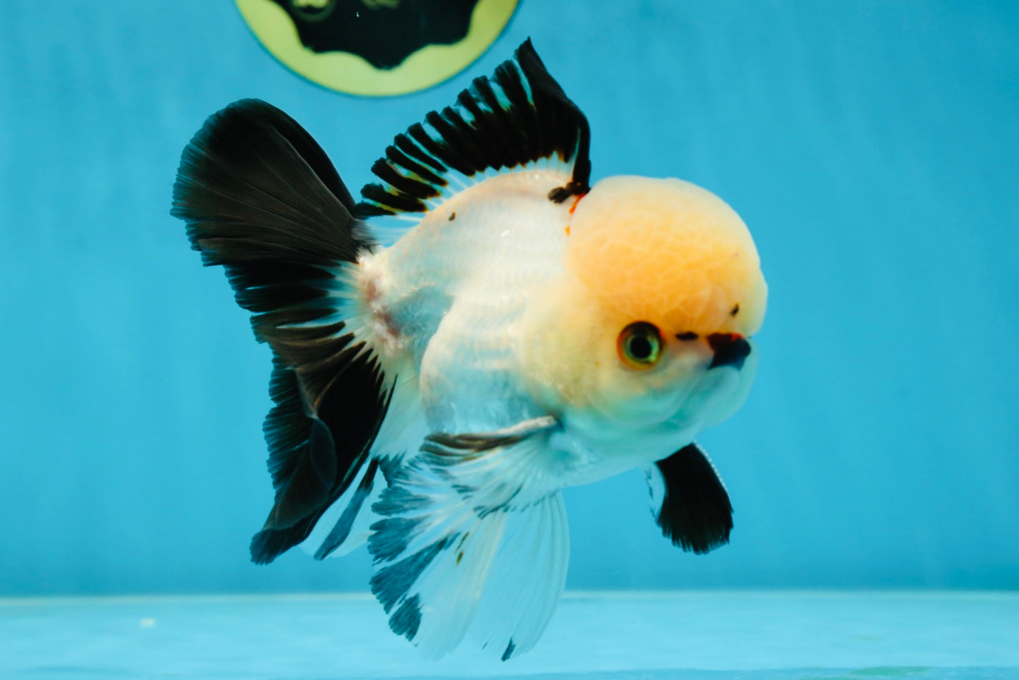 Tricolor Oranda Male 5 inches #051625OR_22