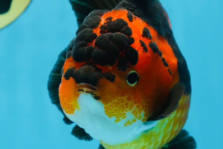 AAA Grade FIRE Apache Yuanbao Female 5-5.5 inches #091925YB_19