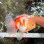 FLUFFY AAA Grade Jumbo Boradtail Red White Oranda Male 8.5 inches #072426OR_02