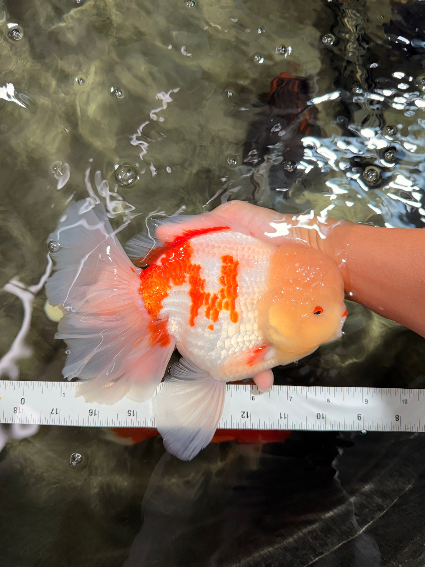 FLUFFY AAA Grade Jumbo Boradtail Red White Oranda Male 8.5 inches #072426OR_02