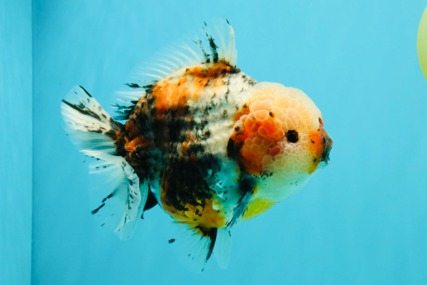 FLUFFY AAA Grade Marble Calico Yuanbao Male 5.5-6 inches #032026YB_20