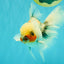 Marble Oranda Male 6.5 inches #091826OR_02