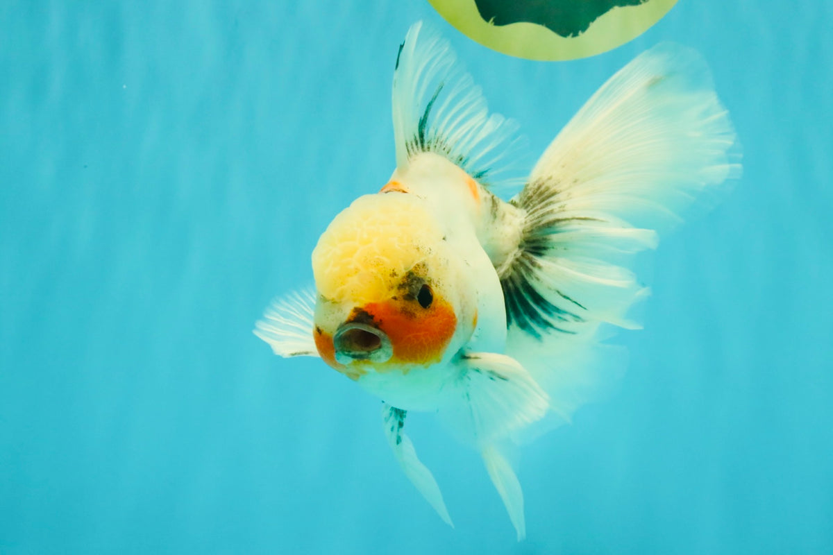 Marble Oranda Male 6.5 inches #091826OR_02