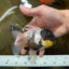 Panda Oranda Female 5 inches #080825OR_08