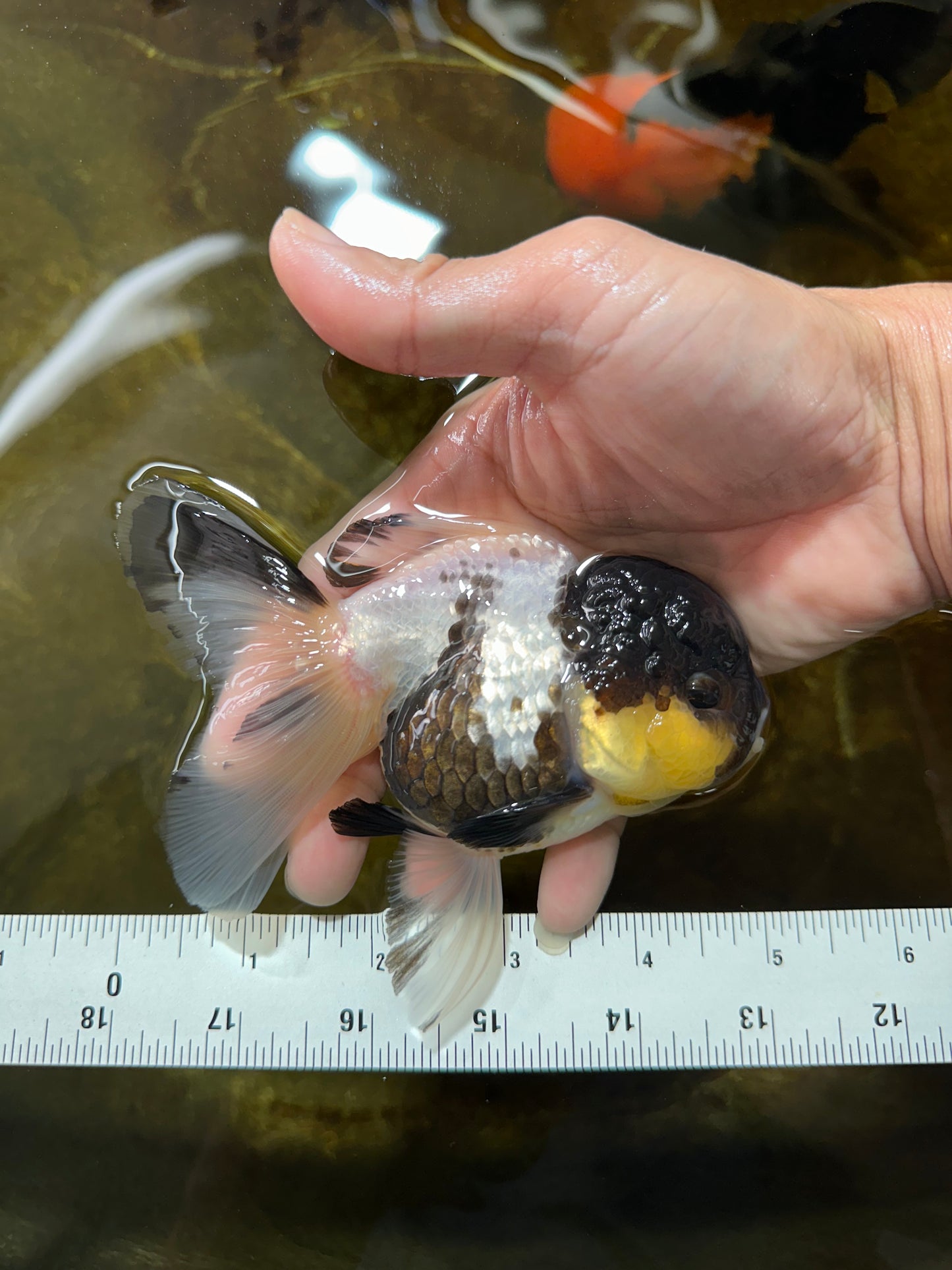 Panda Oranda Female 5 inches #080825OR_08
