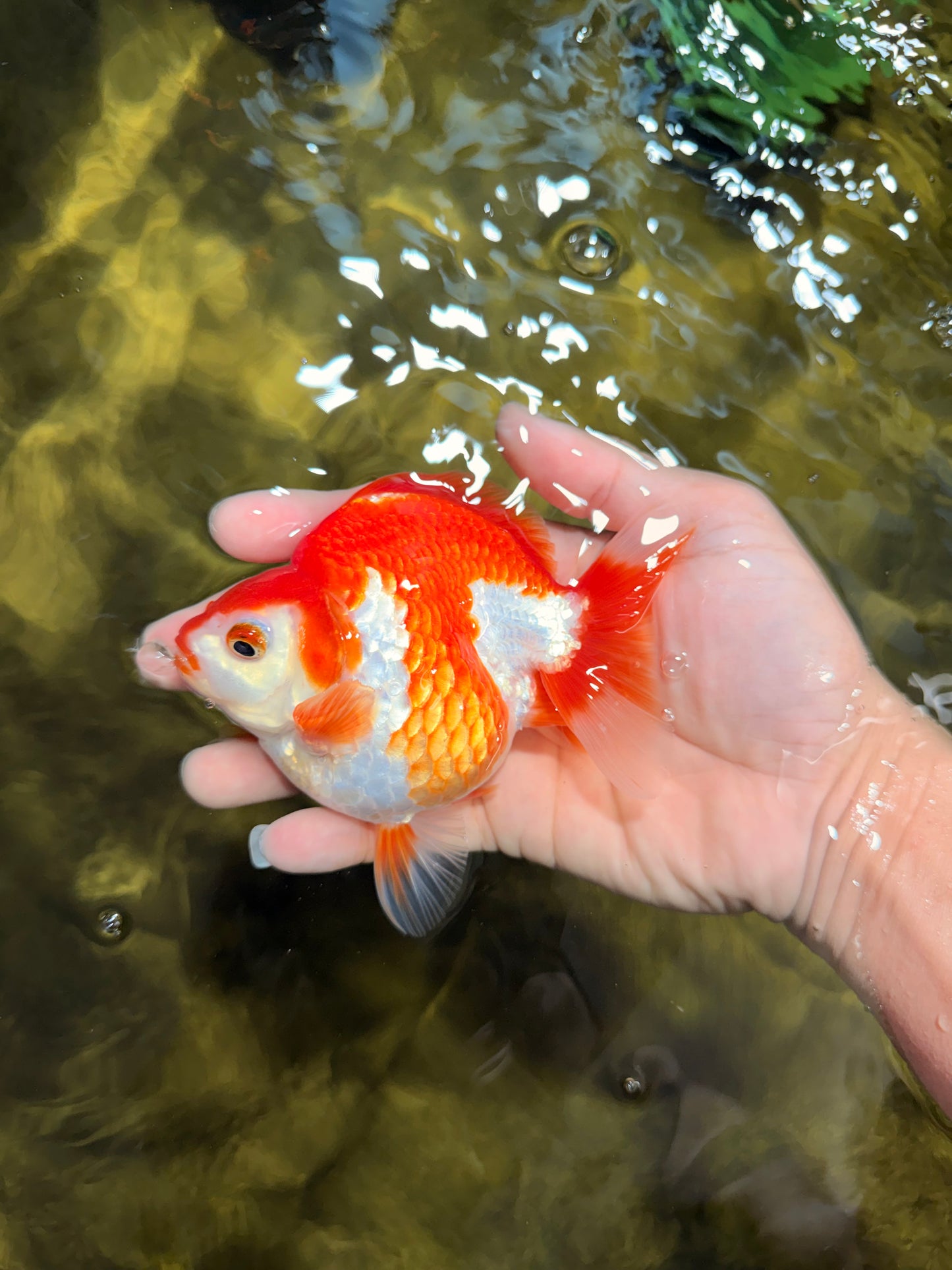 A Grade Red White Ryukin Male 4.5 inches #111425RK_11