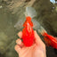 Red Cherry Oranda Female 5 inches #061926OR_14