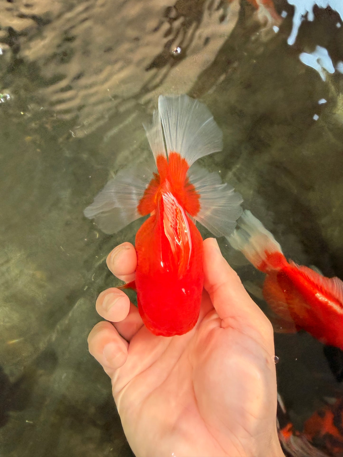 Red Cherry Oranda Female 5 inches #061926OR_14