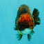 CHUBBY AAA Grade Tiger Ranchu Male 5.5-6 inches #101626RC_27