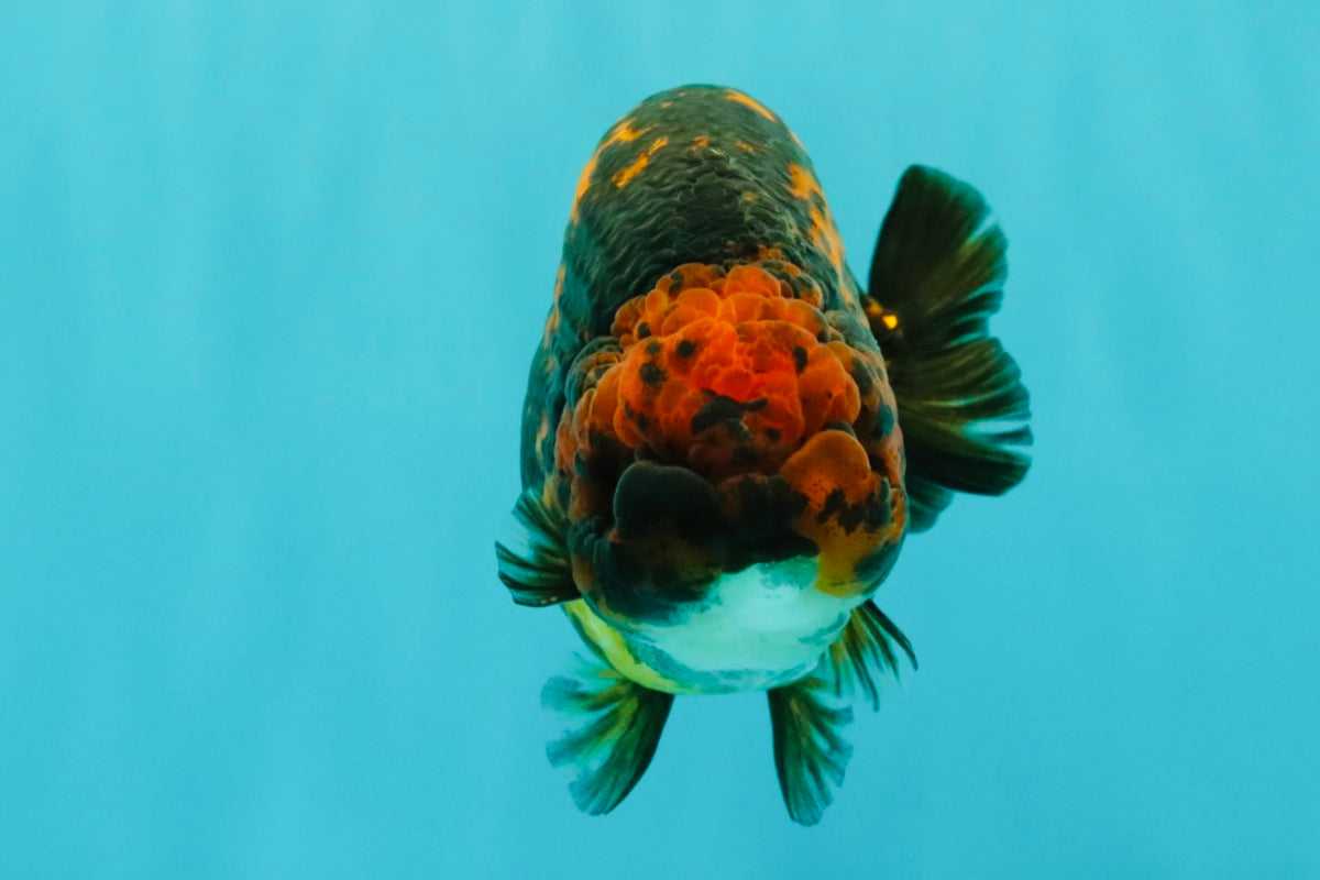 CHUBBY AAA Grade Tiger Ranchu Male 5.5-6 inches #101626RC_27