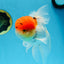 MARIO Red Cap Oranda Male 5-5.5 inches #072525OR_15