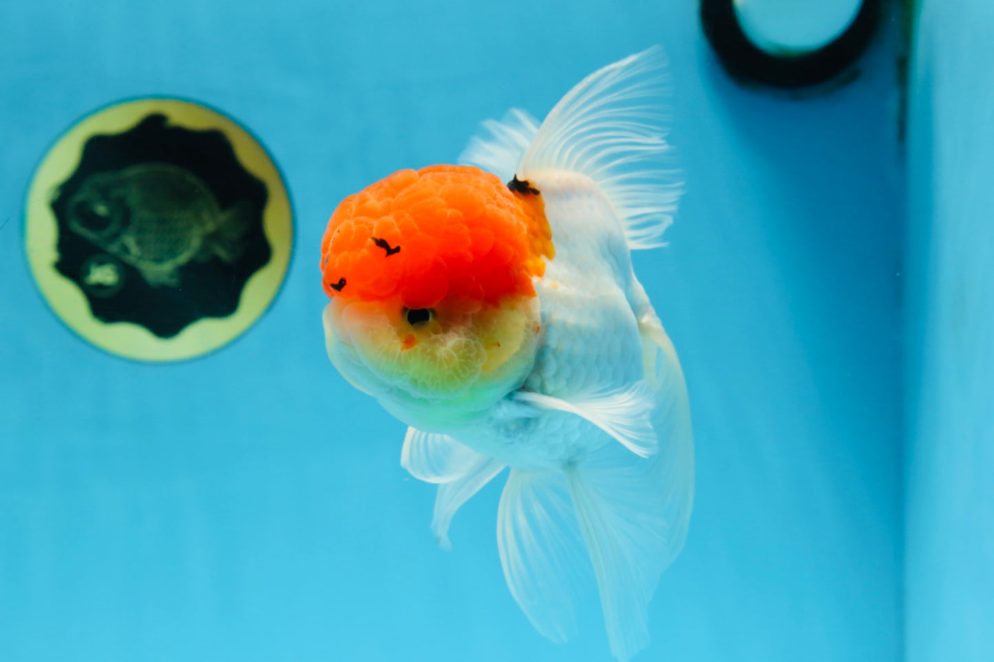 MARIO Red Cap Oranda Male 5-5.5 inches #072525OR_15