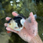 Panda Oranda Male 5 inches #091225OR_22
