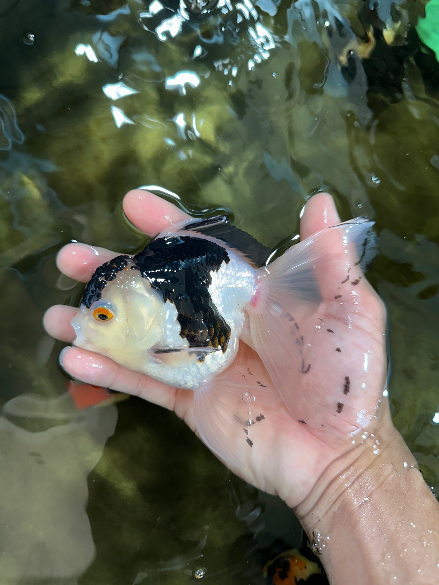 Panda Oranda Male 5 inches #091225OR_22