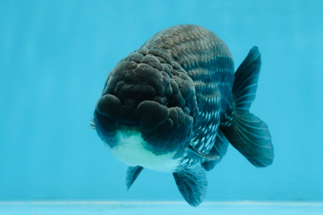 A Grade Black Blue LionKing 5 inches #103125LC_12