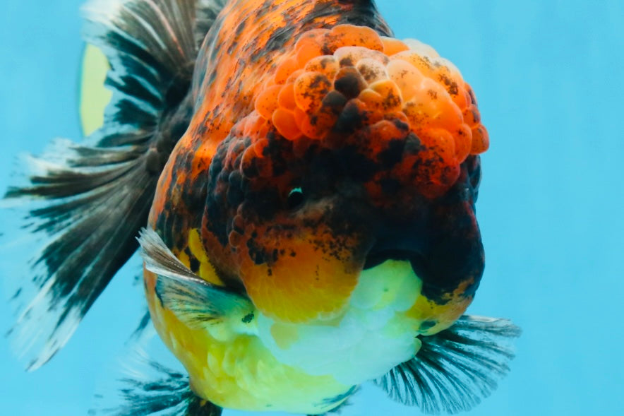 AAA Grade Super Chonky Tiger Godzilla Oranda Male 6 inches #072525OR_13