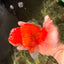 ANGER AAA Grade Red White Oranda Male 6 inches #032026OR_09