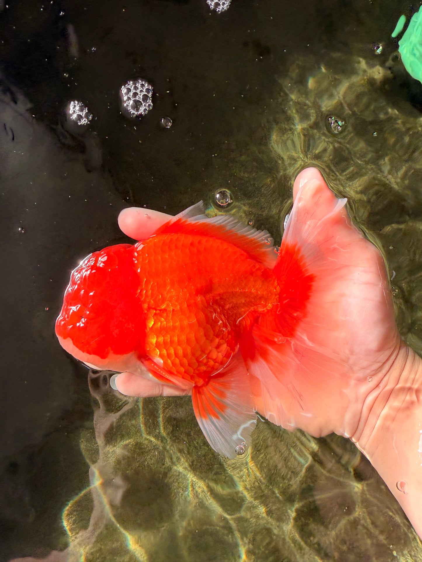 ANGER AAA Grade Red White Oranda Male 6 inches #032026OR_09