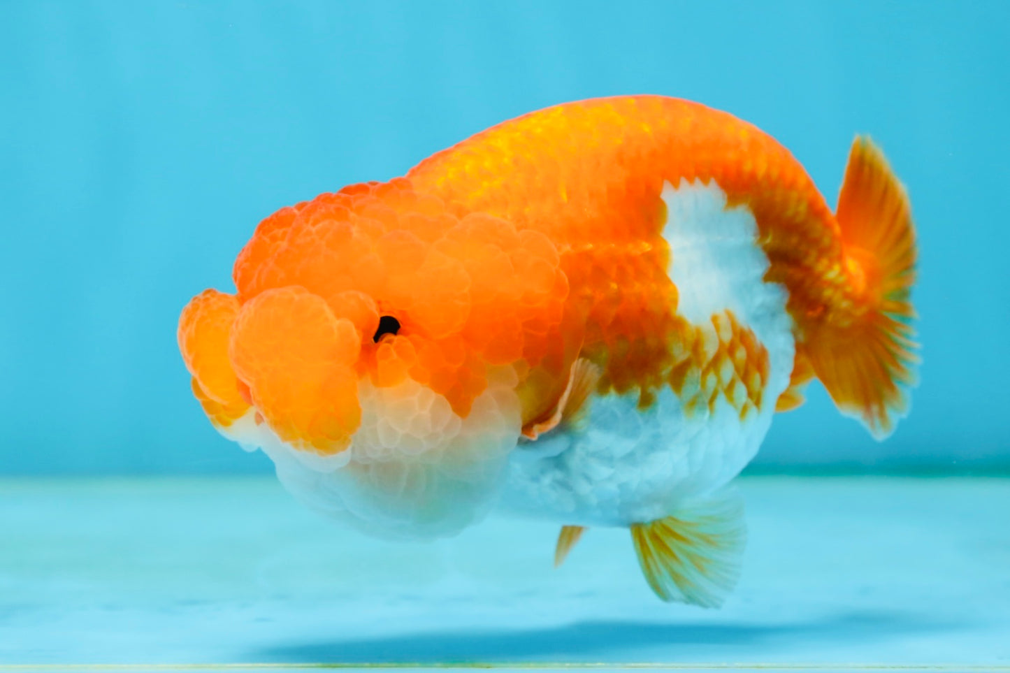 A Grade Red White LionQueen 4.5 inches #062725LC_06