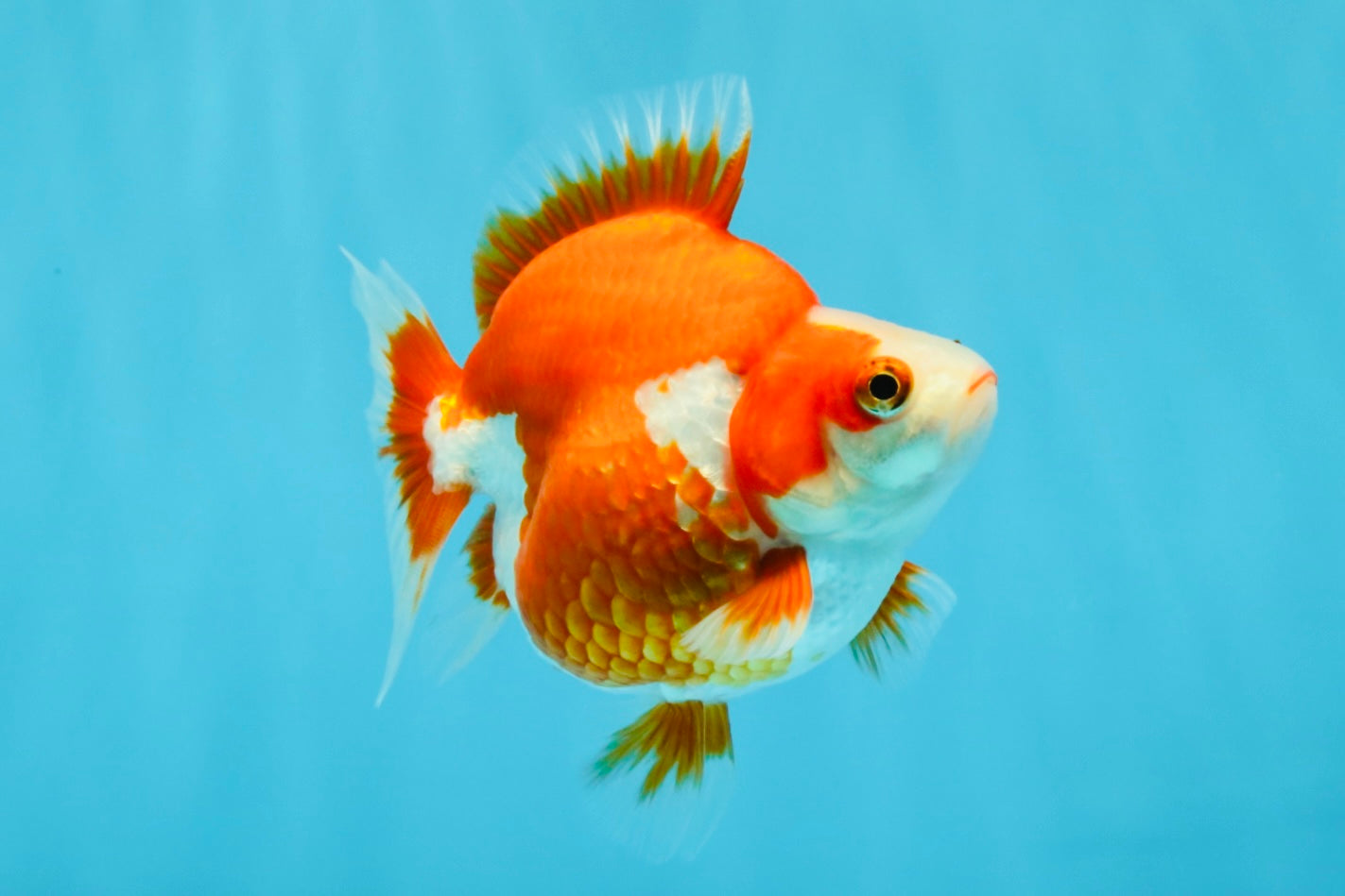 A Grade Red White Ryukin Female 4-4.5 inches #032726RK_24