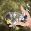 CHUBBY AAA Grade White Tiger Ranchu Male 5.5 inches #100226RC_29