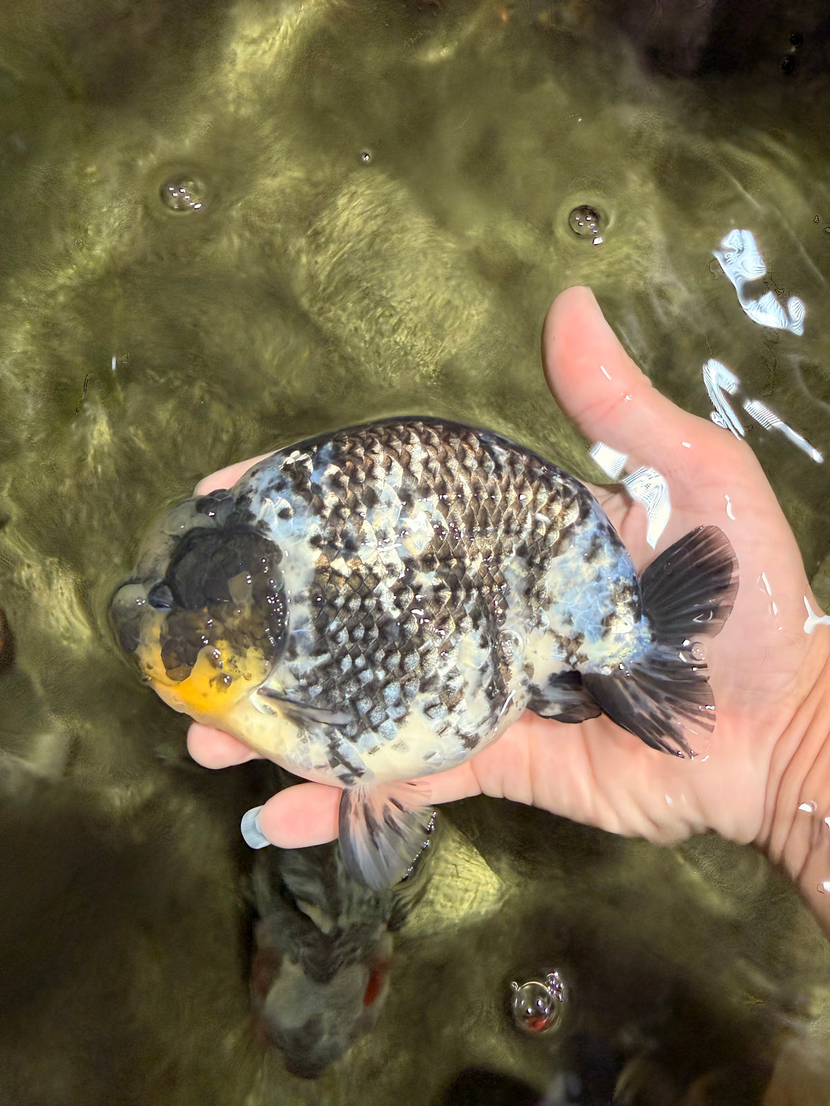 CHUBBY AAA Grade White Tiger Ranchu Male 5.5 inches #100226RC_29