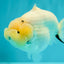 AAA Grade  Diamond Scale White Sakura Shark Ranchu Male 5.5 inches #100226RC_27