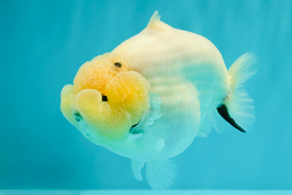 AAA Grade  Diamond Scale White Sakura Shark Ranchu Male 5.5 inches #100226RC_27