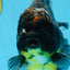 A Grade CHONKY Kirin Oranda Female 6.5 inches #072525OR_20