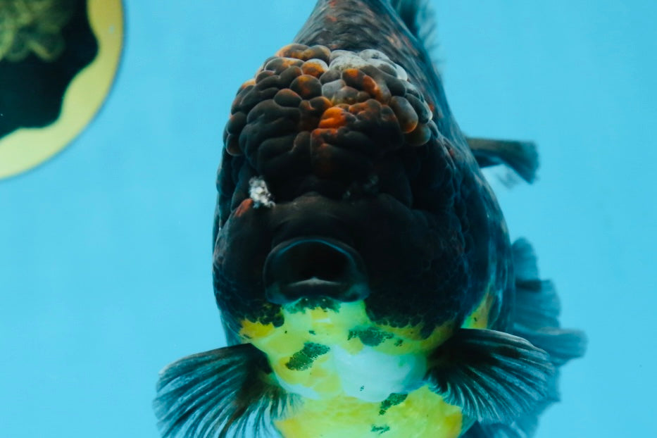 A Grade CHONKY Kirin Oranda Female 6.5 inches #072525OR_20