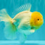 A  Grade White Oranda Male 6-6.5 inches #071026OR_27