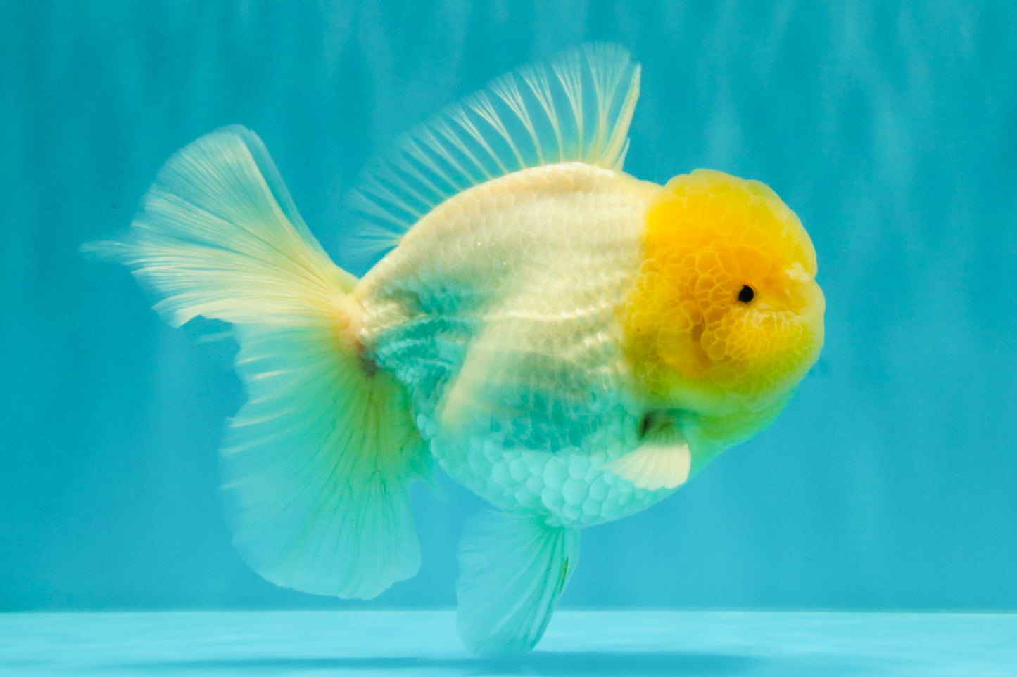 A  Grade White Oranda Male 6-6.5 inches #071026OR_27