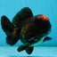 A Grade Lava Tricolor Yuanbao Male 4  inches #062725YB_09