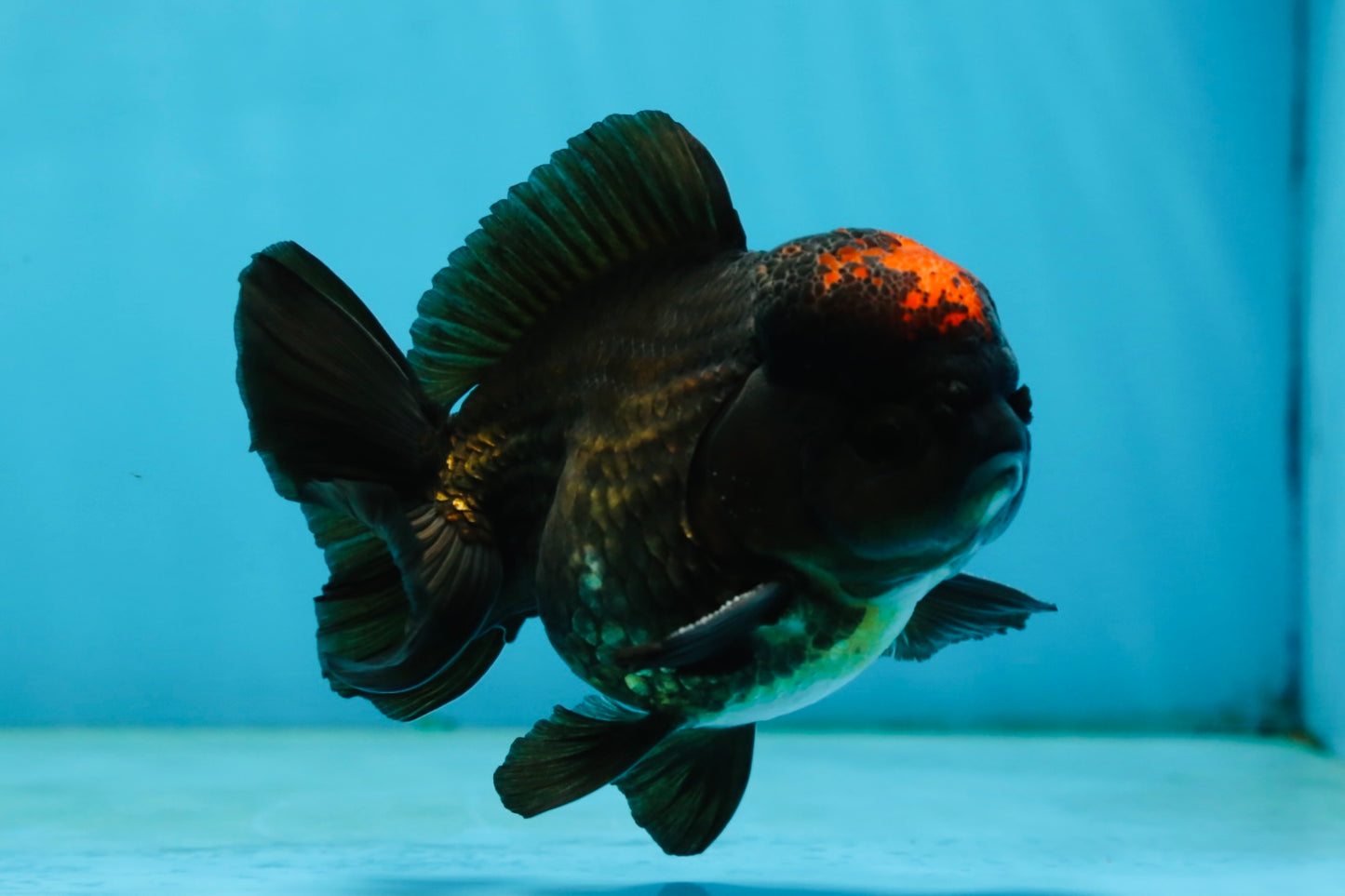 A Grade Lava Tricolor Yuanbao Male 4  inches #062725YB_09