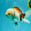Marble Oranda Male 6.5 inches #050126OR_14
