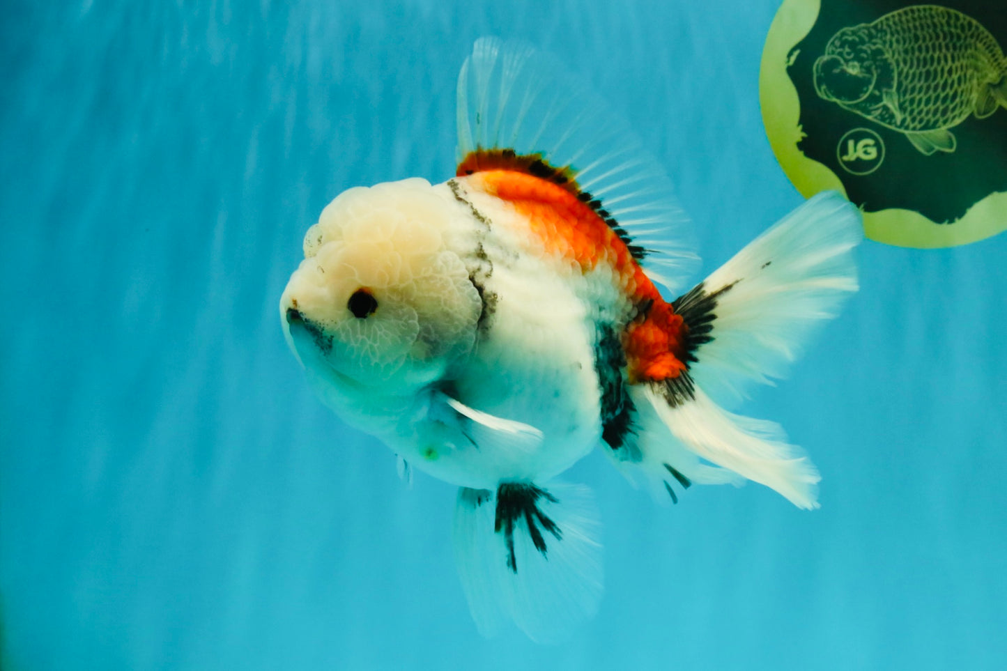 Marble Oranda Male 6.5 inches #050126OR_14