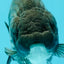 CHUBBY A Grade Blue Ranchu Female 5 inches #080726RC_29
