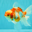 A Grade Kohaku Red White Oranda Male 5.5 inches #101626OR_12