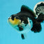 A Grade Panda Yuanbao Male 4.5-5 inches #0927YB_03