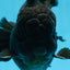 AAA Grade Godzilla Black Oranda Male 6 inches #080125OR_05