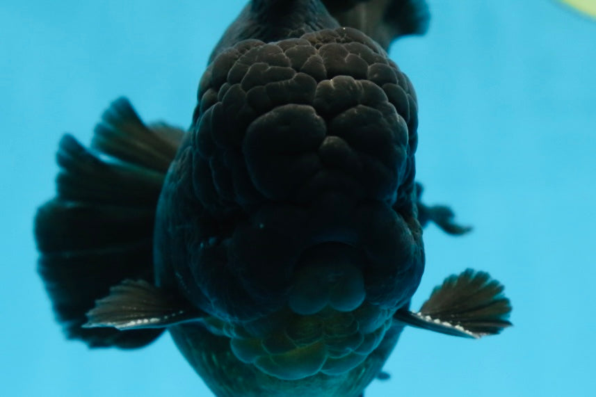 AAA Grade Godzilla Black Oranda Male 6 inches #080125OR_05