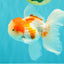 Red White Oranda Male 5 inches #101626OR_05