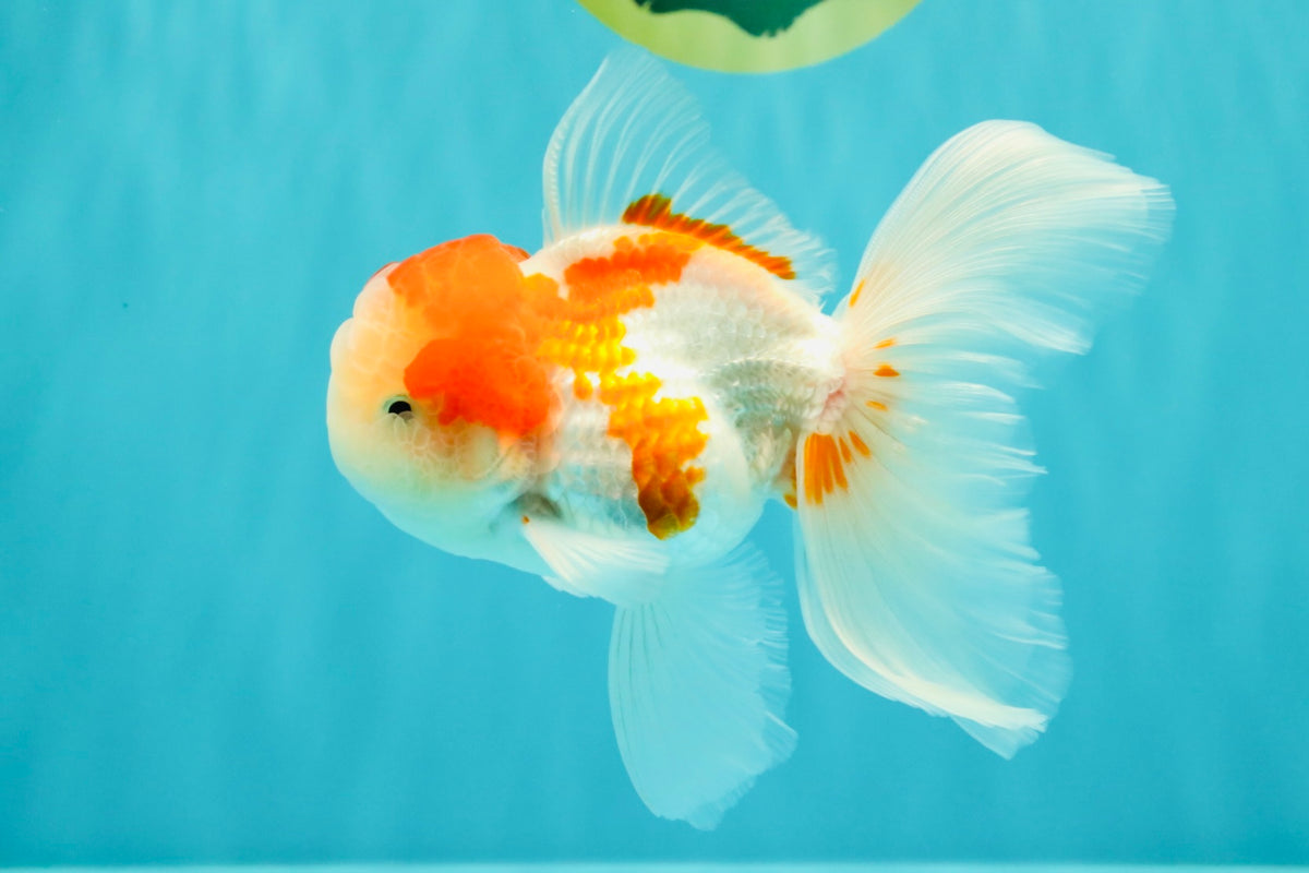 Red White Oranda Male 5 inches #101626OR_05