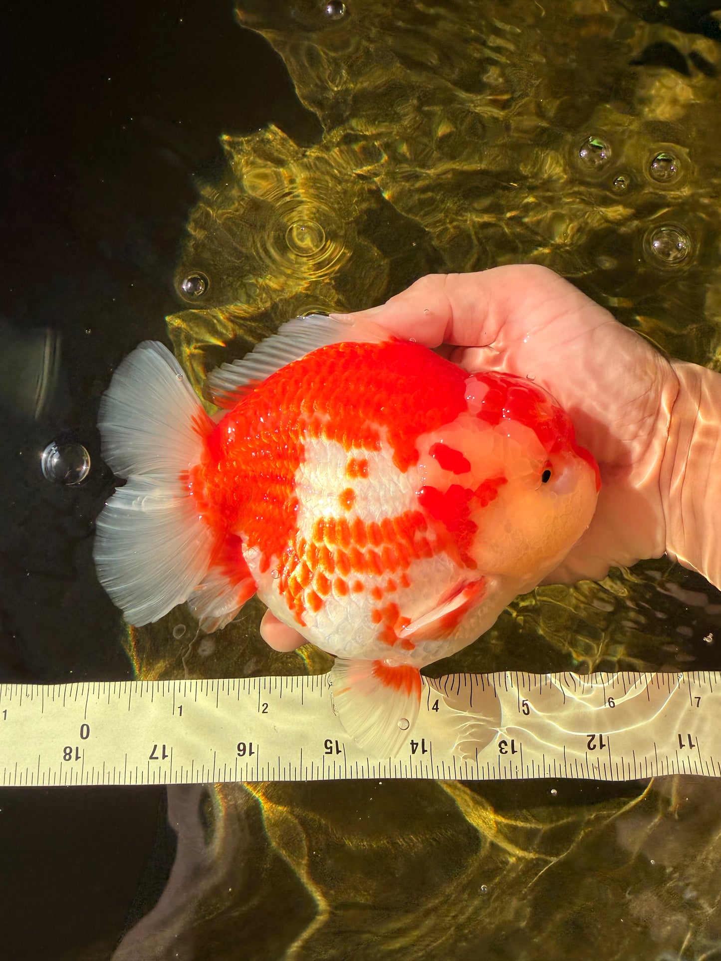 JUMBO A Grade Red White Yuanbao Male 5.5-6 inches #032026YB_22